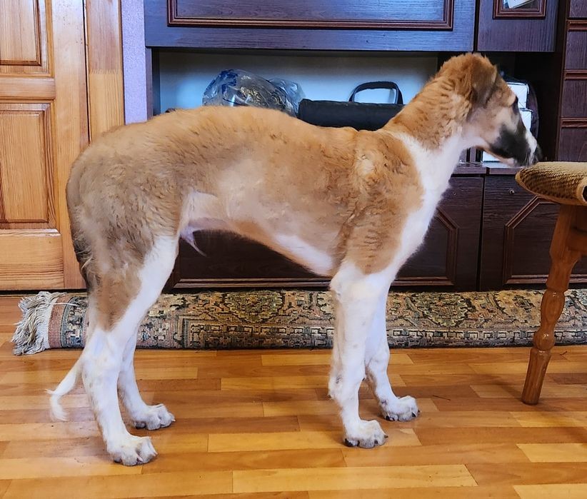 Руська борза, цуцики !
I have already hom